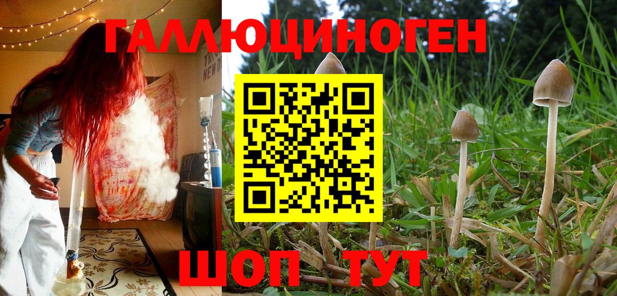 Галлюциногенные грибы Psilocybine cubensis Новозыбков